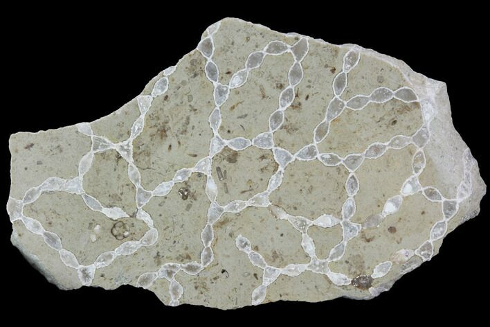 Polished Fossil Chain Coral (Catenipora) - Estonia #91855